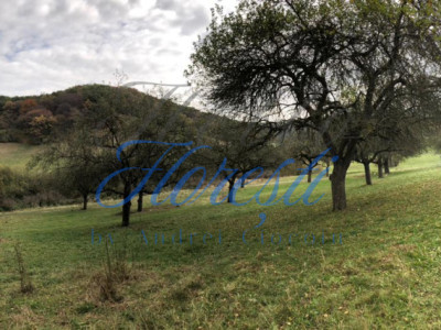 Teren 14500mp | Valea Sanaslaului