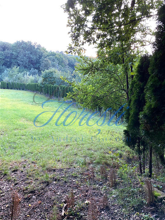 Casă SU 400 mp, teren 3000 mp, Făget 