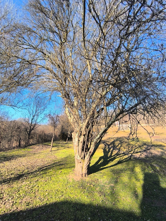 Casa individuala 2 camere 60mp,1228 mp teren zona Zimbor